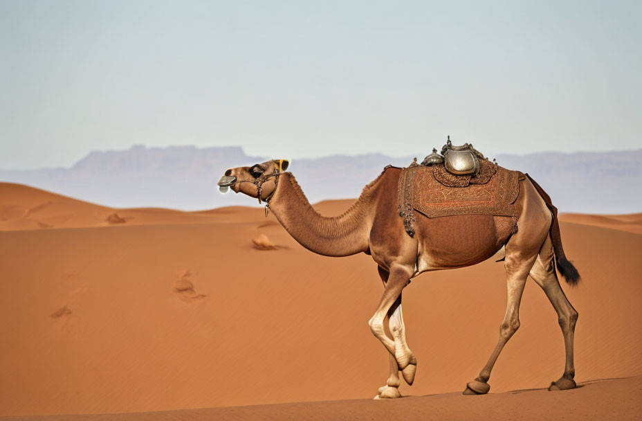 Camel with saddle crossing sandy desert landscape