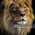 Starry Mane Lion on Dark Background