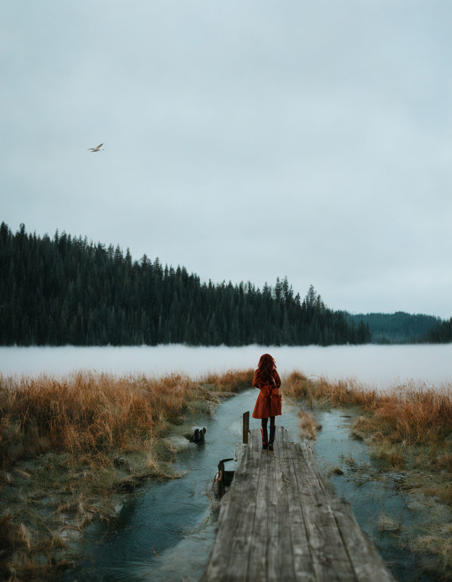 Person and dog on misty dock with water, forest, and bird.