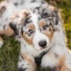 Digitally created image: Two-headed puppy with golden jewelry, butterflies, grassy background