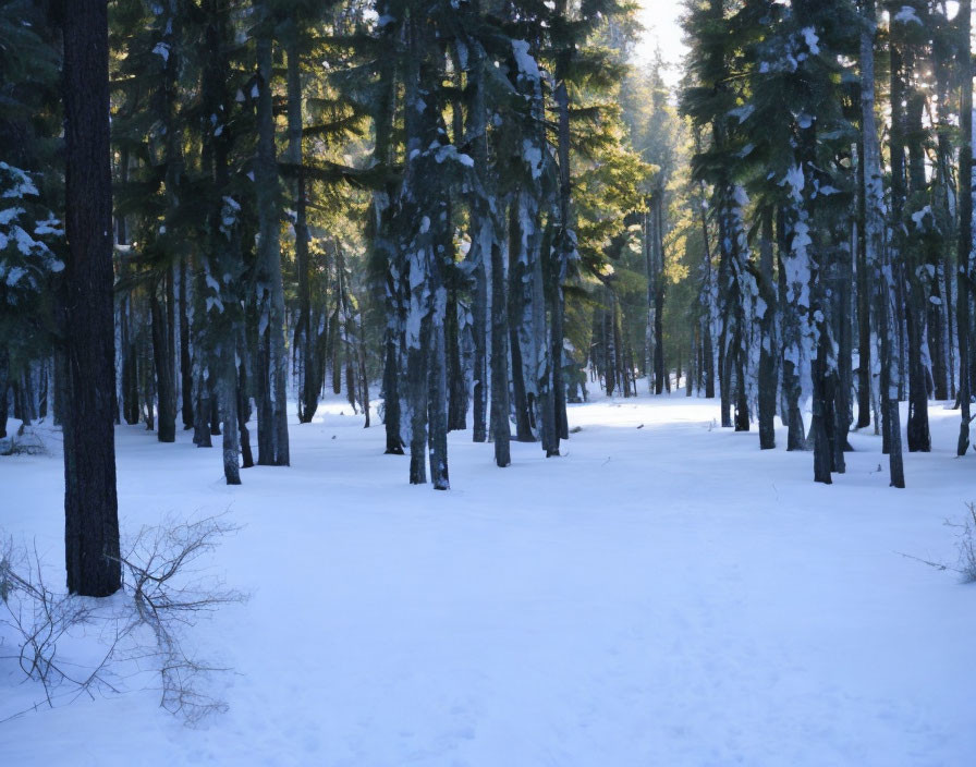 Winter forest scene with snow-covered floor and tall conifer trees.