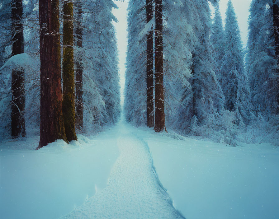 Snowy Path Through Frost-Covered Forest in Winter