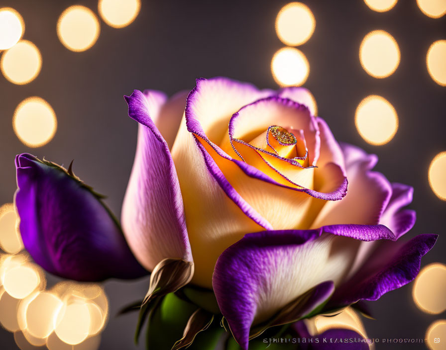 Purple and White rose