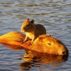 Capybara resting in shallow water at golden hour