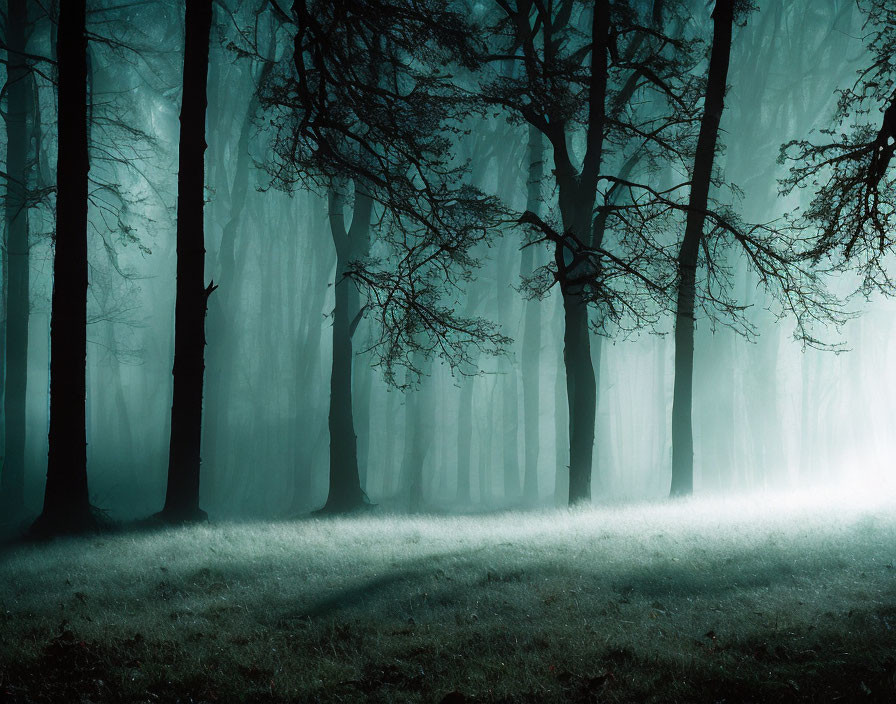 Ethereal blue light in misty forest with dense trees