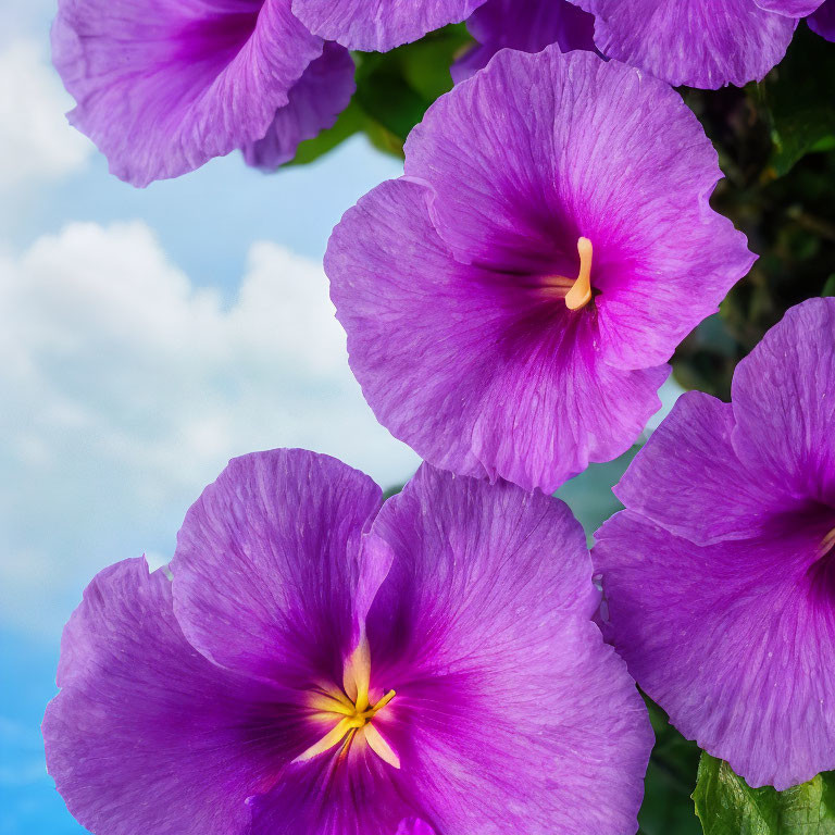 Vibrant purple flowers with yellow centers against blue sky