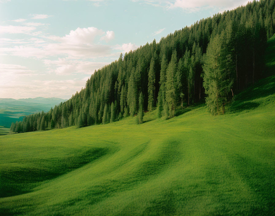 Scenic landscape of lush green meadow, rolling hills, and dense pine forest