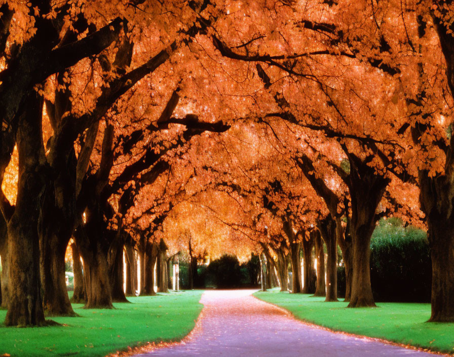 Tranquil tree-lined path at night with illuminated autumn leaves