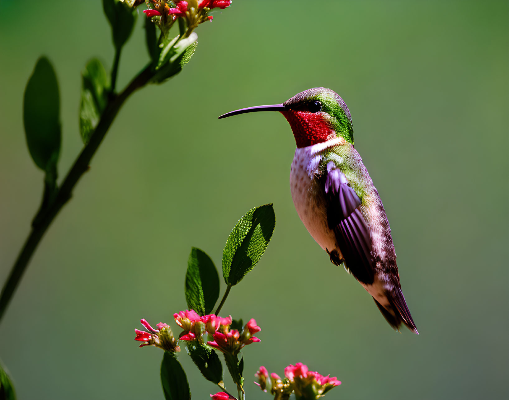 Iridescent Green Hummingbird Near Red Flowers