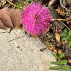 Pink Flower Surrounded by Green Leaves and Brown Petals