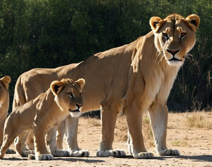 Two lions standing on sandy terrain with green foliage background