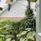 Intricate spider web with dewdrops and colorful spider on green leaves against dreamy pink and green