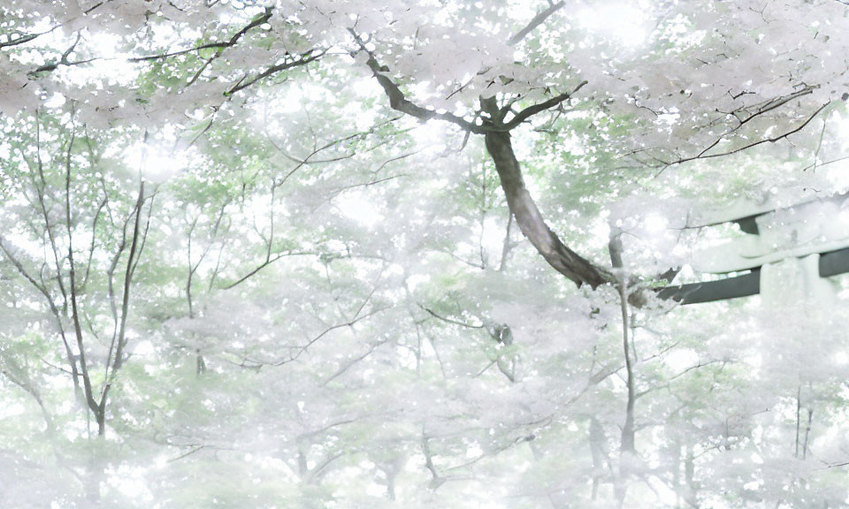 Pink cherry blossoms and blurred torii gate create serene spring scene