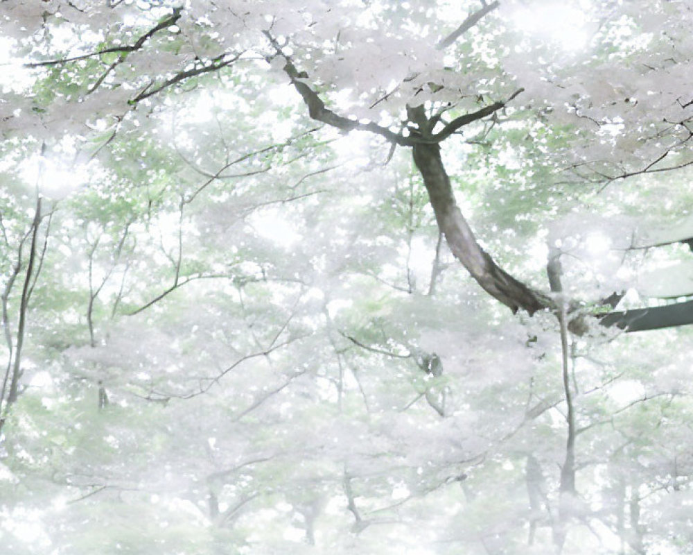 Pink cherry blossoms and blurred torii gate create serene spring scene