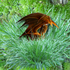 Green dragons protect golden egg in nest with cracked shells.