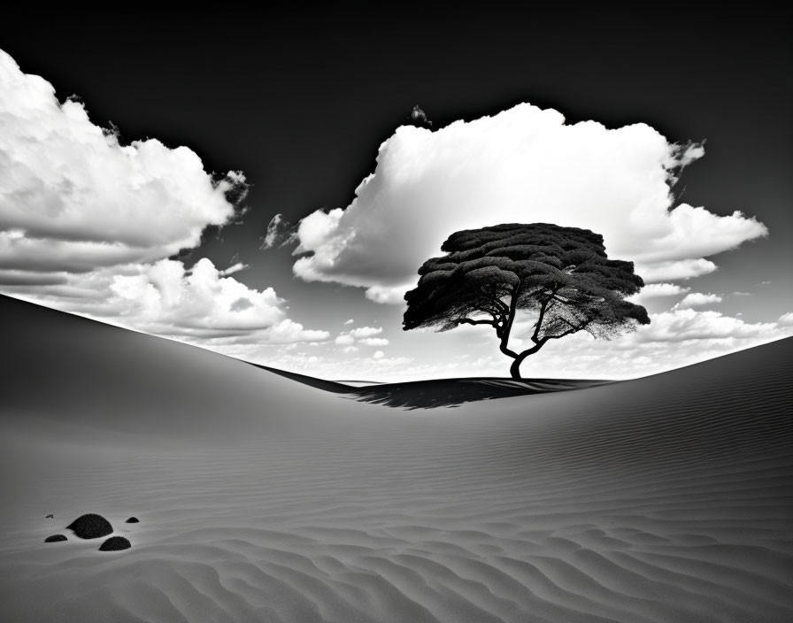 Solitary tree on sand dune under dramatic sky in black and white desert landscape