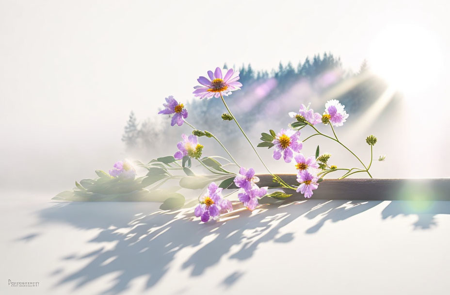 Delicate purple flowers in soft sunlight with dreamlike backdrop