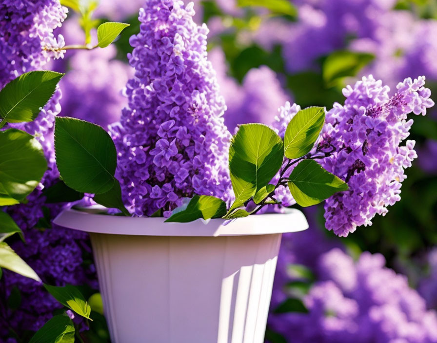 Vibrant purple lilac bush in white planter under soft sunlight