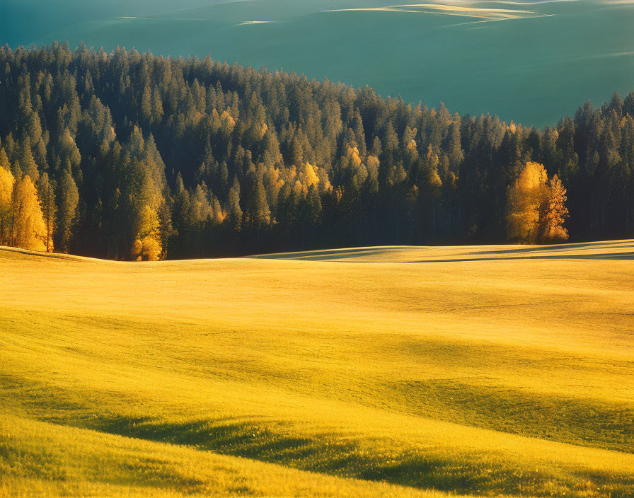 Golden grass and dense forest in scenic rolling hills.