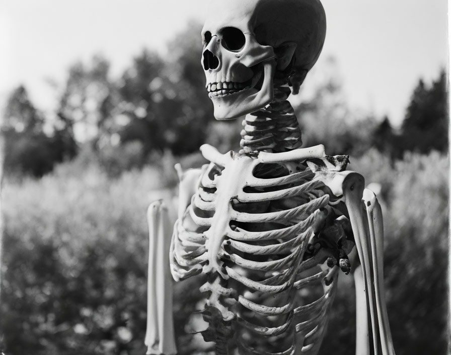 Monochrome human skeleton model outdoors with blurred trees.