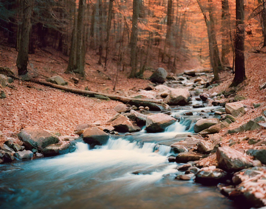 Tranquil stream in forest with amber foliage and rocks