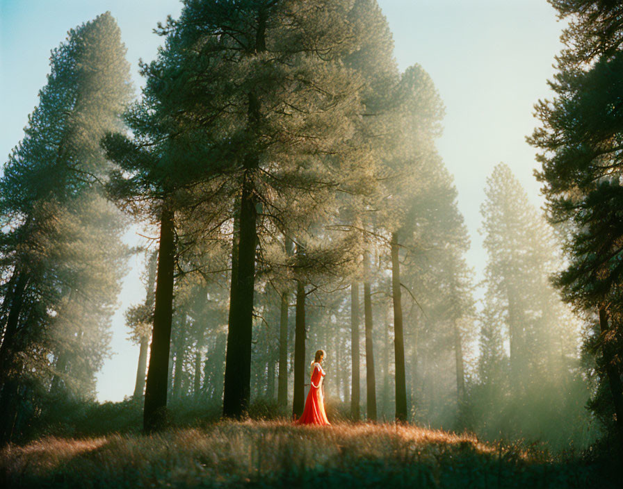 Person in red dress surrounded by tall trees in soft sunlight and mist.