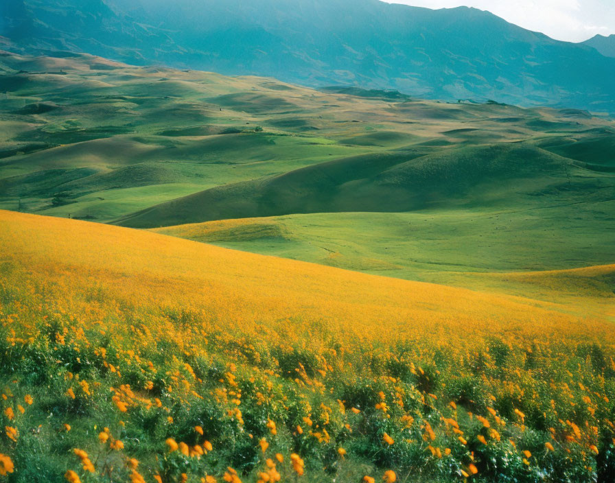 Scenic landscape with yellow flowers, green hills, and blue sky