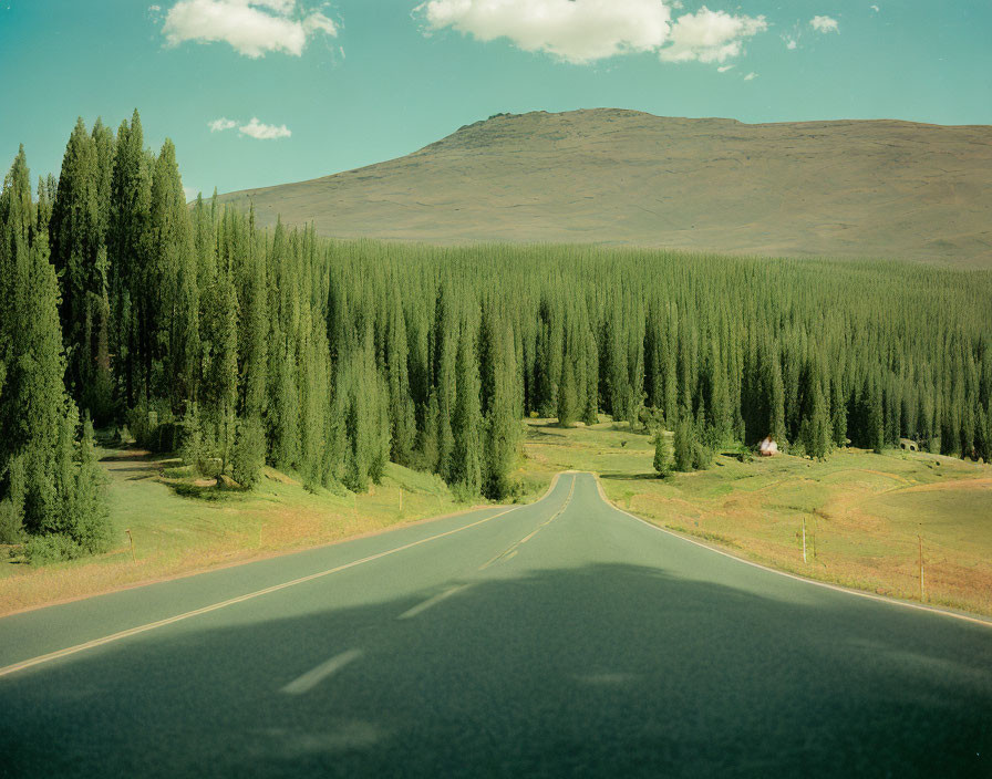 Tranquil forest road through rolling hills