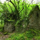 Moss-covered ancient ruin with arches in lush green forest