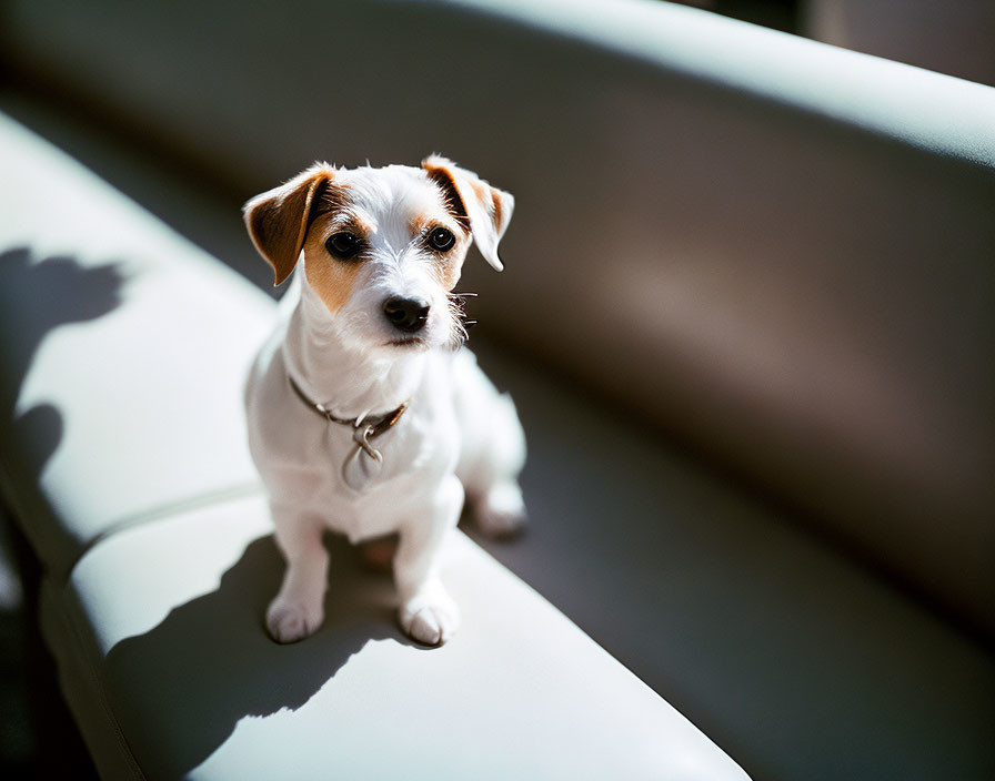 Jack Russell Terrier on Beige Sofa in Sunlight with Bright Eyes