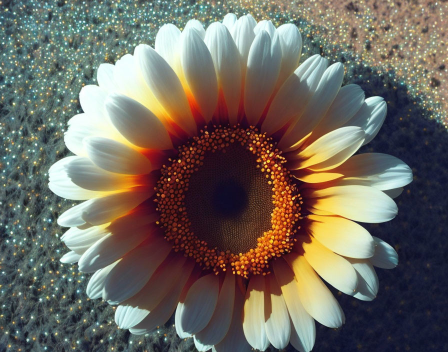 Close-up of vibrant sunflower with yellow and white petals on glittering backdrop.