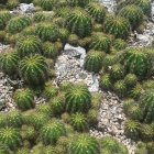 Lush Succulent Plants with Yellow Flowers on Undulating Ground