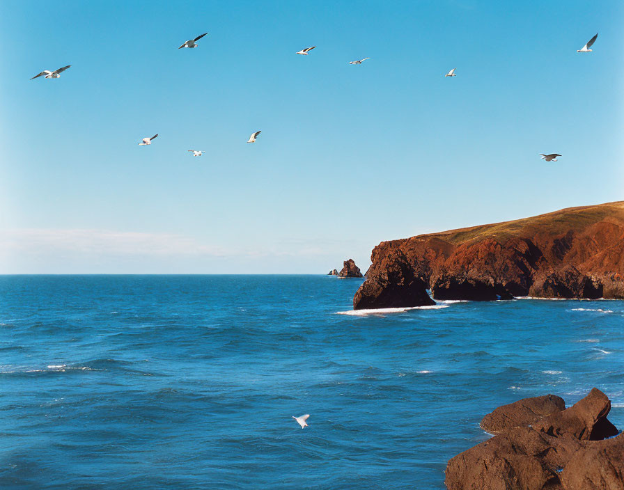 Birds flying over vibrant blue sea and red cliffs under clear sky