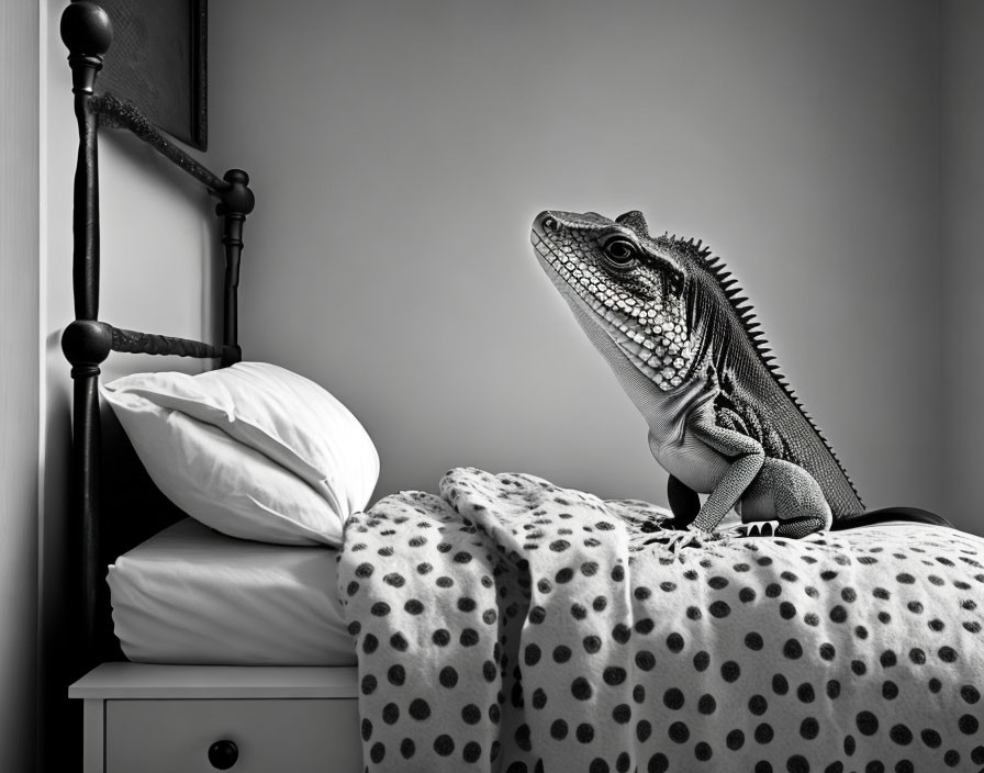 Green iguana on polka-dotted bedspread near white pillow in monochrome setting