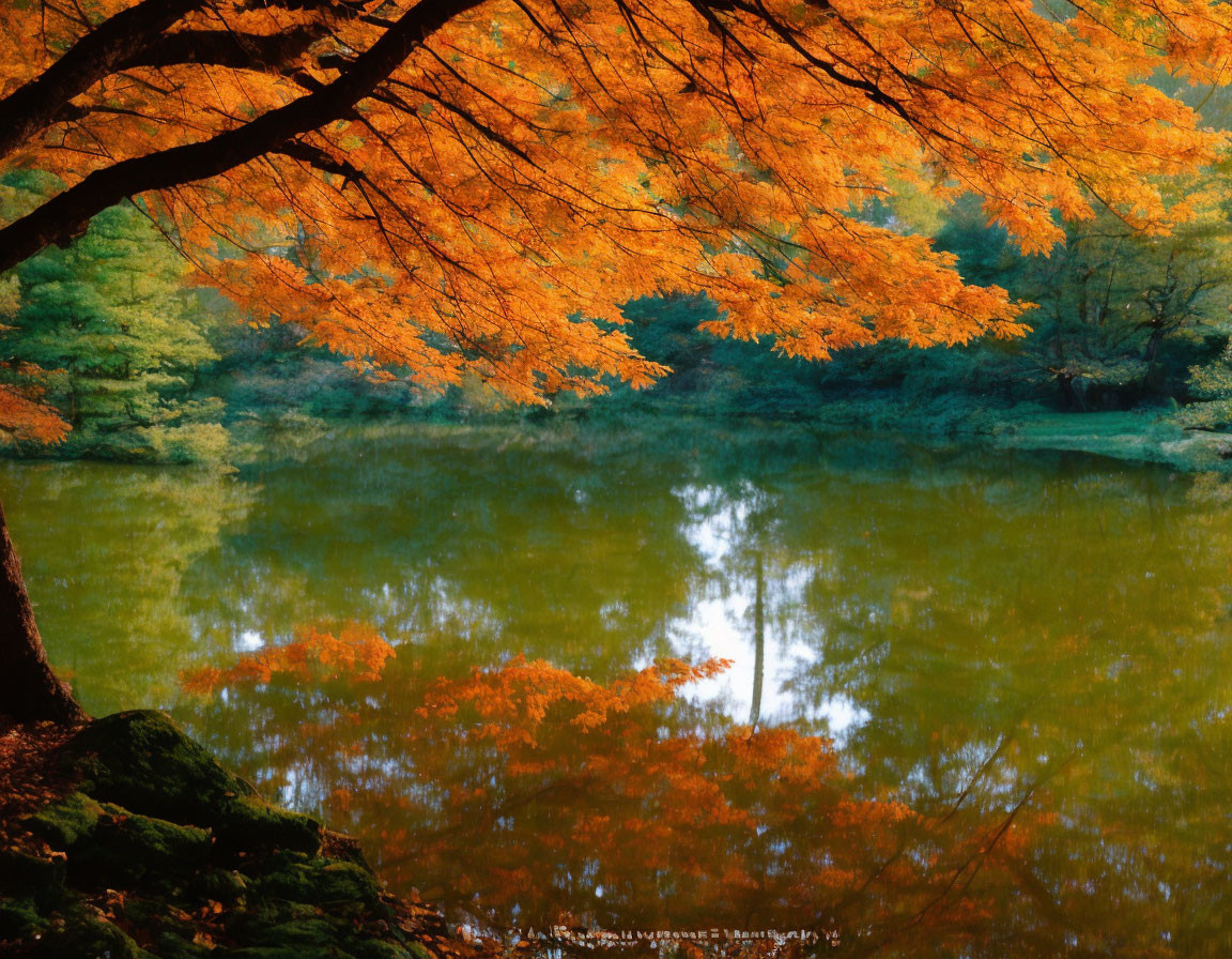 Autumn scene: Orange leaves over calm lake & forest reflection