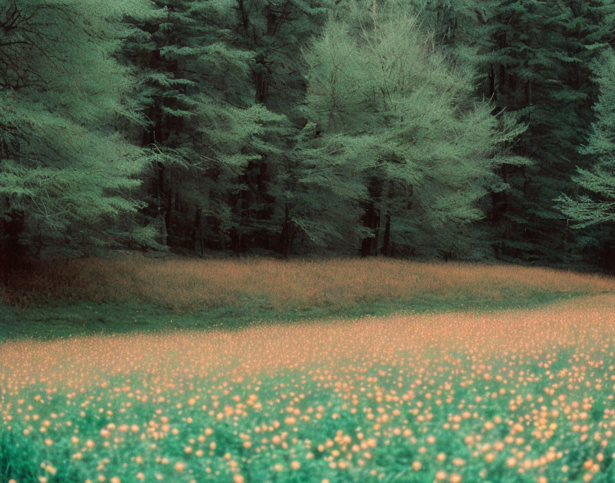 Tranquil forest landscape with blooming meadow and lush trees