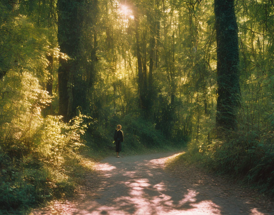 Person Walking on Serene Forest Path in Warm Sunlight