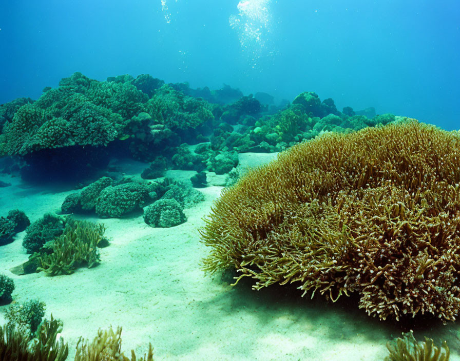 Colorful coral and sandy seabed in underwater scene.