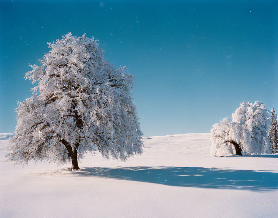 Winter scene: Snow-covered trees under clear blue sky