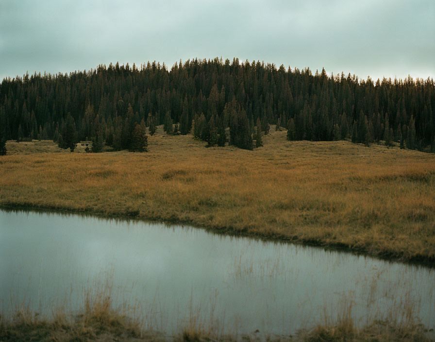 Tranquil pond with golden grasses and evergreen forest under overcast sky