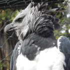 Vibrant bird with pink, blue, and green plumage and sharp beak