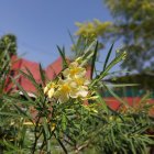 Yellow Star-Shaped Flowering Shrubs in Lush Greenery