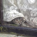 Fluffy kittens resting by window with sunlight and lacy curtain