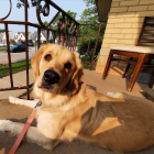 Golden Retriever Resting Near Wooden Bench Surrounded by Flowers, River, and Foliage