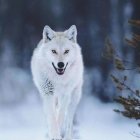 Grey Wolf in Snowy Night Landscape with Full Moon and Stars