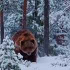 Brown bear in snowy forest with magical glow amid falling snowflakes