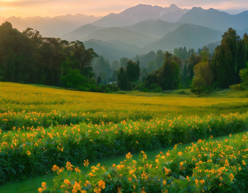 Vibrant yellow flowers in lush green landscape with rolling hills and warm sun glow