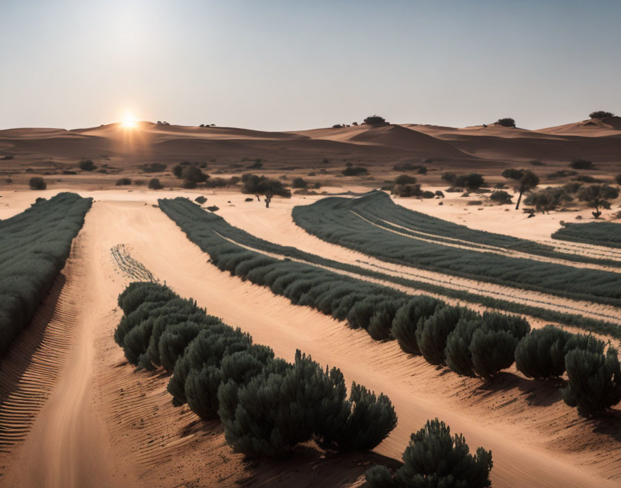 Green shrubs in desert oasis at sunrise with sand dunes and clear sky