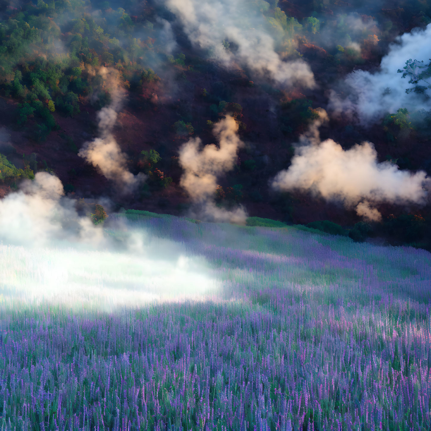 Lavender Field with Mist and Sunlit Hillside