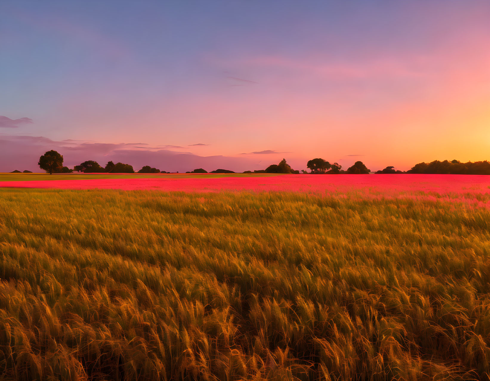 Golden wheat field under pink-orange sunset sky with distant tree silhouettes